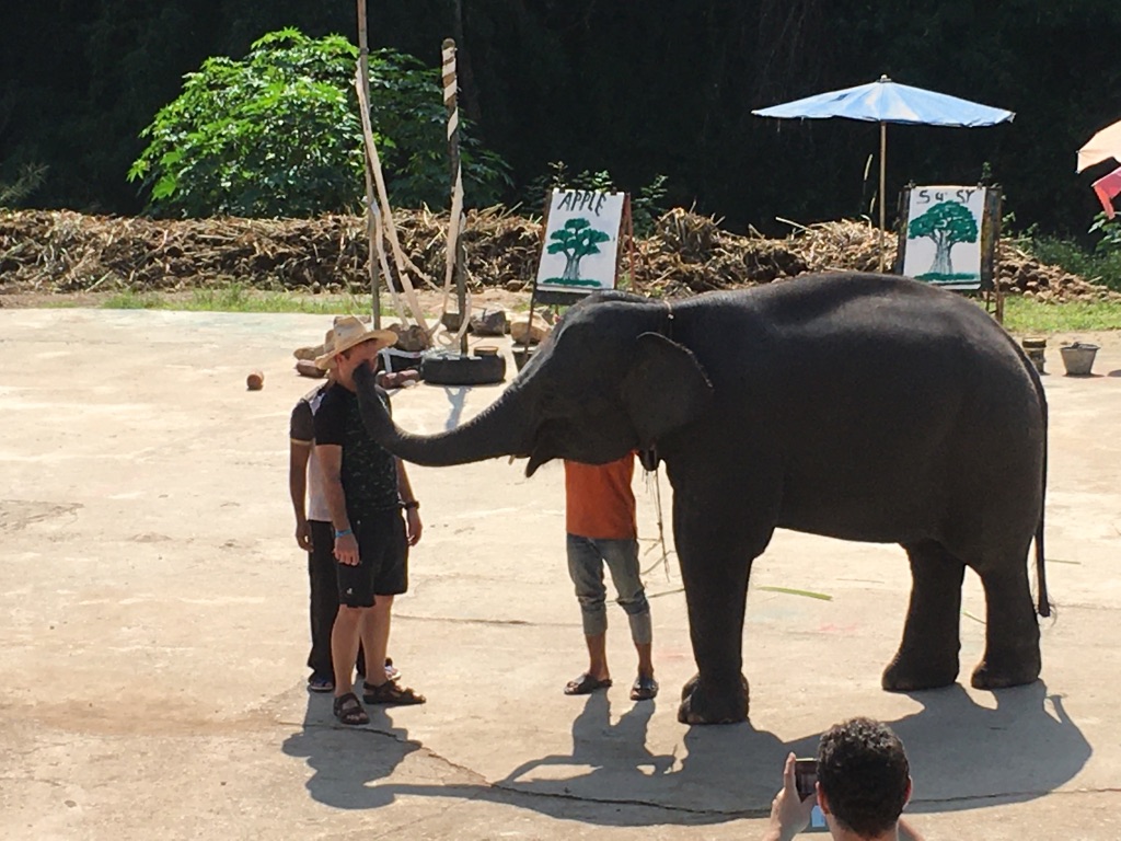 Elefantinho fofo beijando um turista, próximo a Chiang Mai.