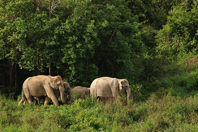 Elefantes: animais dóceis!