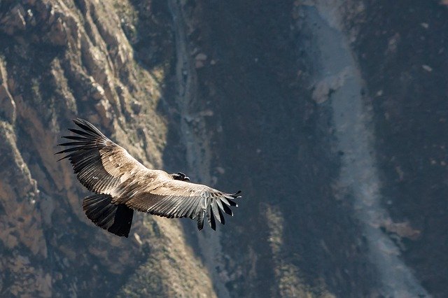 Esse é o Condor-dos-Andes: o maior pássaro do mundo e um dos poucos que consegue voar em altitudes extremamente elevadas. É símbolo místico de várias culturas pré-hispânicas