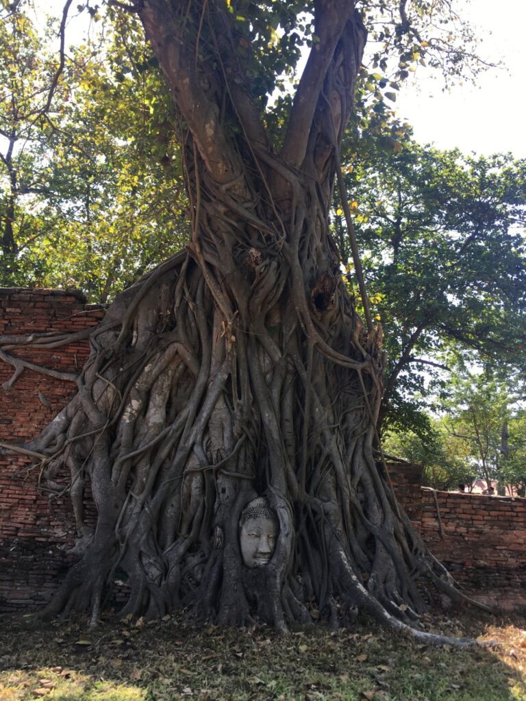 Essa árvore é um dos cartões-postais da Tailândia! Os visitantes podem fotografá-la, mas não podem chegar muito perto...