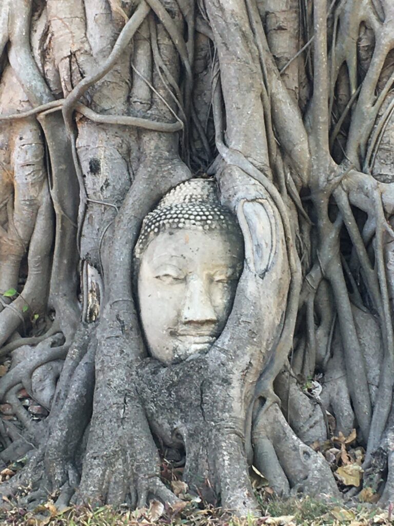 Árvore sagrada do Buda, Wat Maha That, Ayutthaya, Tailândia